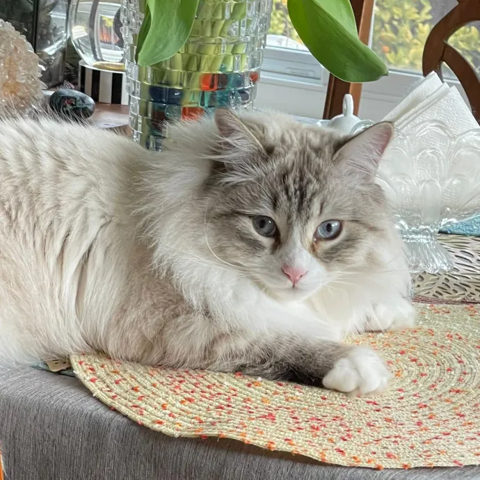 Angelina's Meow Care - San Jose - Cat