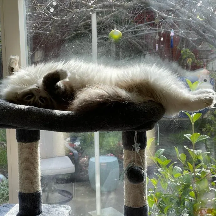 Angelina's Meow Care - San Jose - Cat