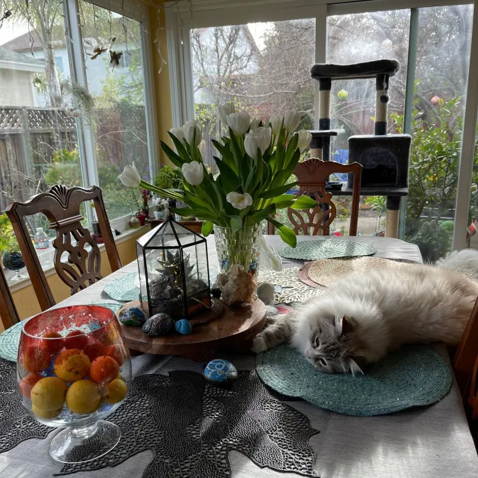 Angelina's Meow Care - San Jose - Cat