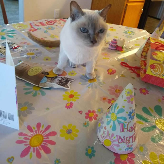 The Royal Kitty Kingdom Pet Sitting