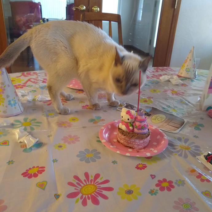 The Royal Kitty Kingdom Pet Sitting