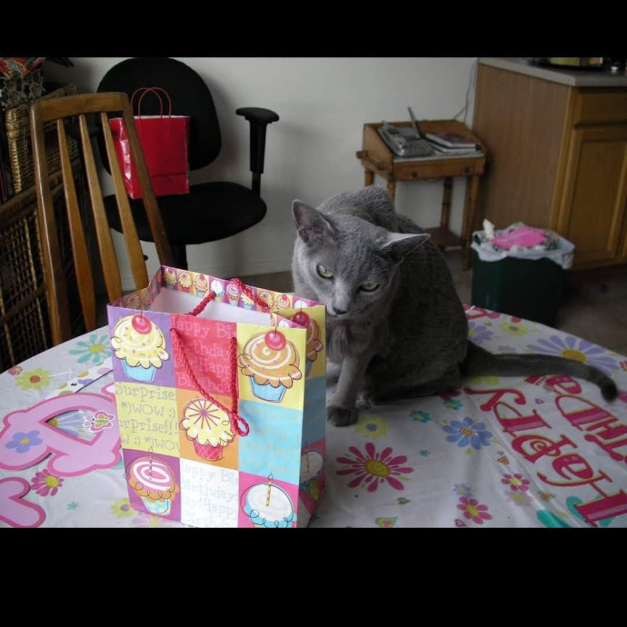 The Royal Kitty Kingdom Pet Sitting