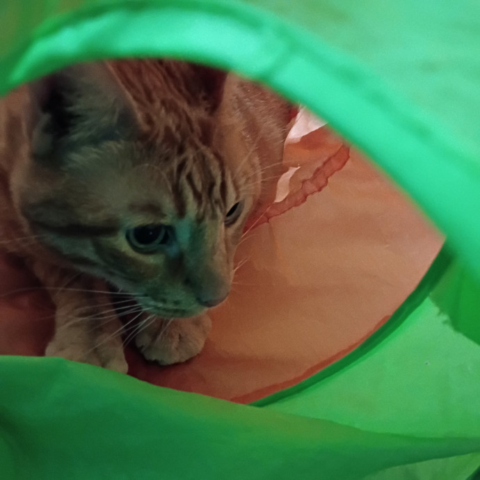 The Royal Kitty Kingdom Pet Sitting