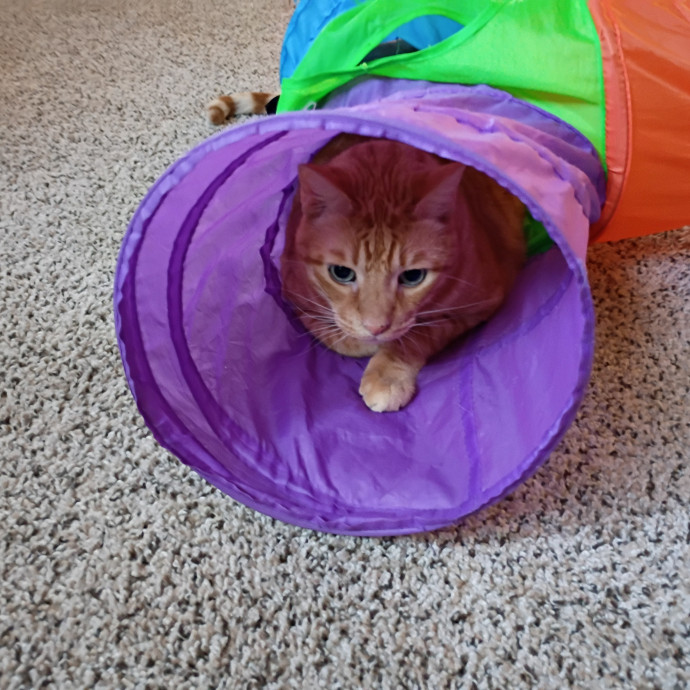 The Royal Kitty Kingdom Pet Sitting