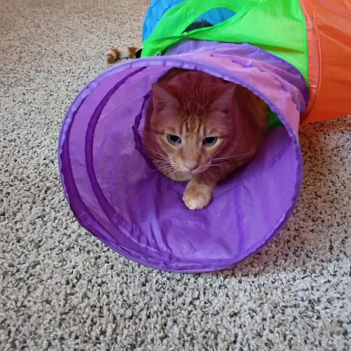 The Royal Kitty Kingdom Pet Sitting