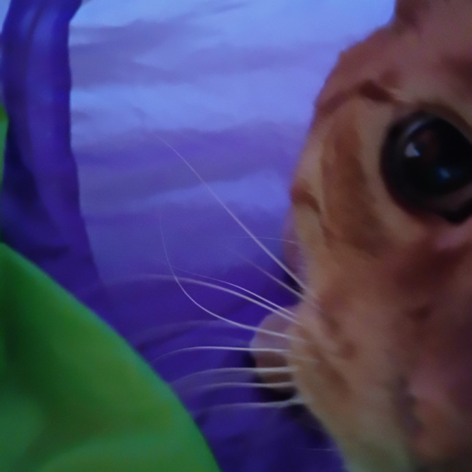 The Royal Kitty Kingdom Pet Sitting