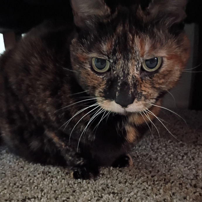 The Royal Kitty Kingdom Pet Sitting