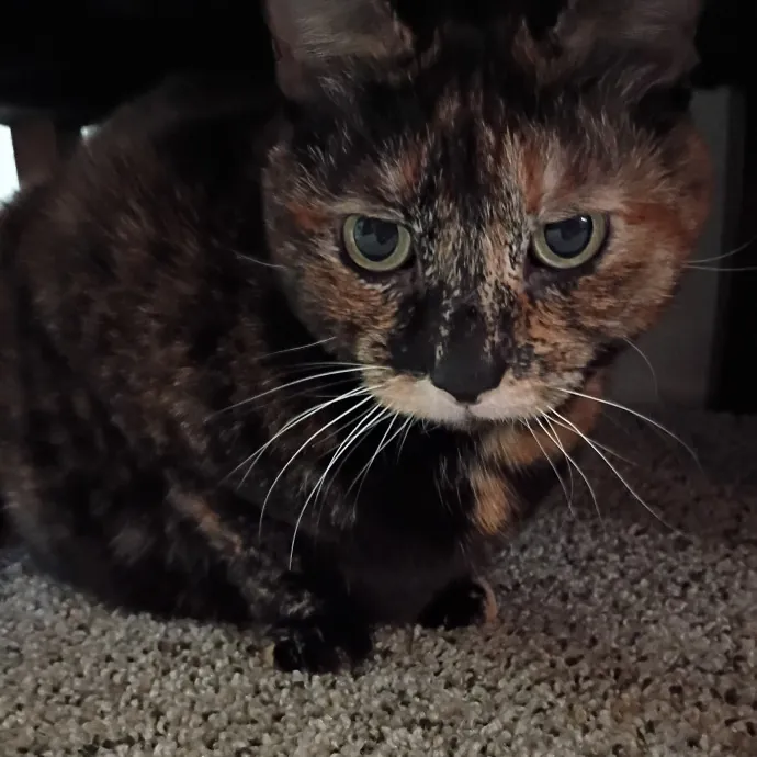 The Royal Kitty Kingdom Pet Sitting