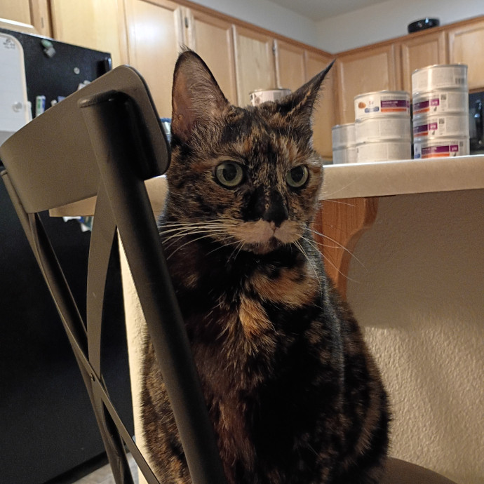 The Royal Kitty Kingdom Pet Sitting