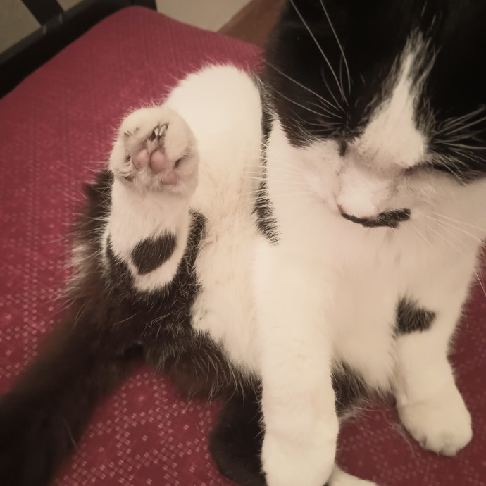 The Royal Kitty Kingdom Pet Sitting
