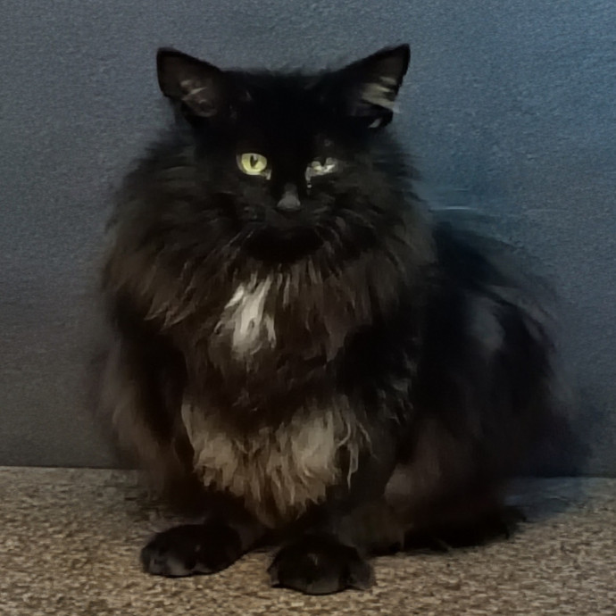 The Royal Kitty Kingdom Pet Sitting
