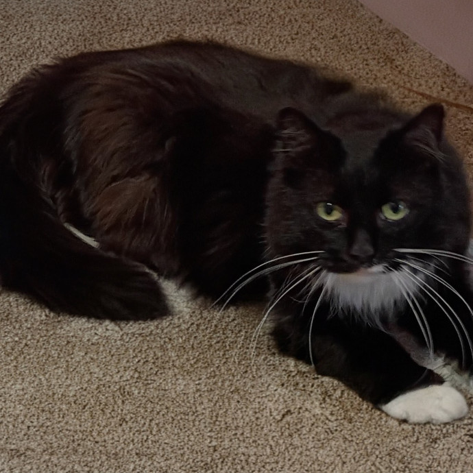 The Royal Kitty Kingdom Pet Sitting