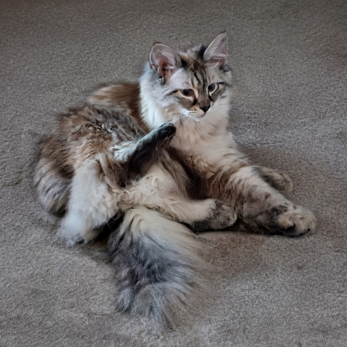 The Royal Kitty Kingdom Pet Sitting