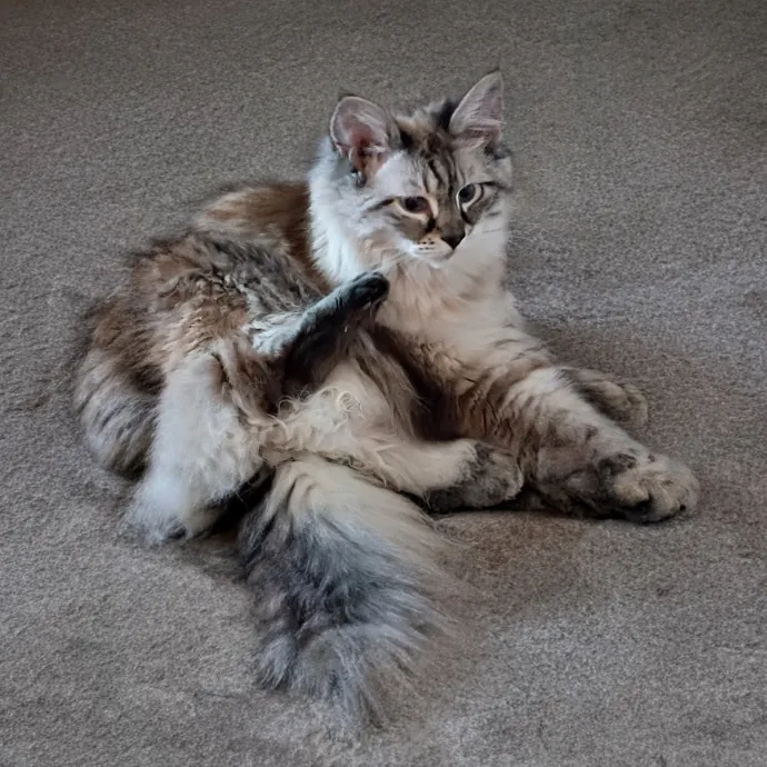 The Royal Kitty Kingdom Pet Sitting
