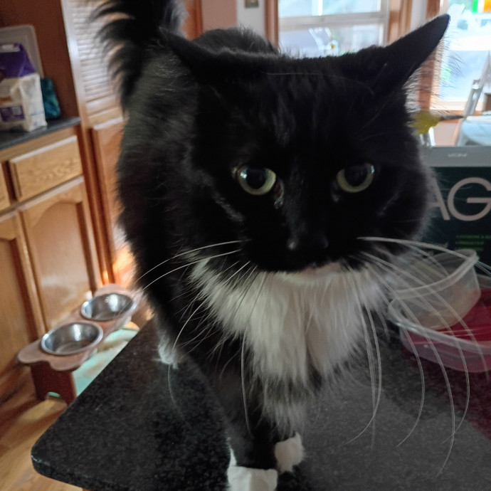 The Royal Kitty Kingdom Pet Sitting