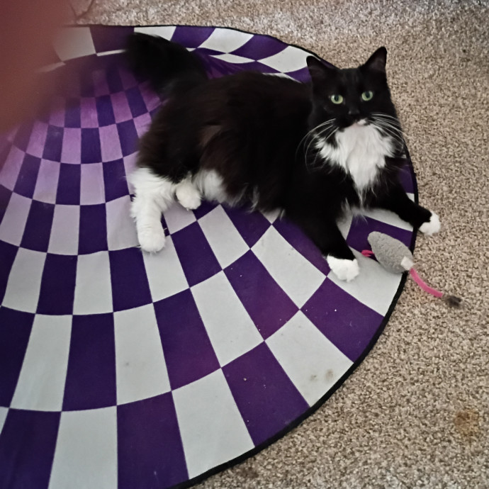 The Royal Kitty Kingdom Pet Sitting