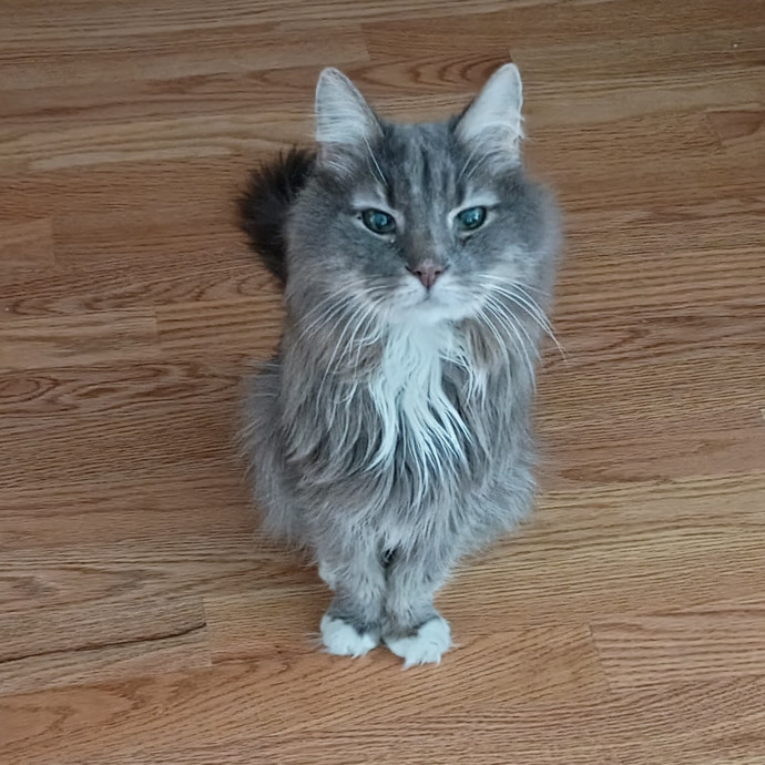 The Royal Kitty Kingdom Pet Sitting