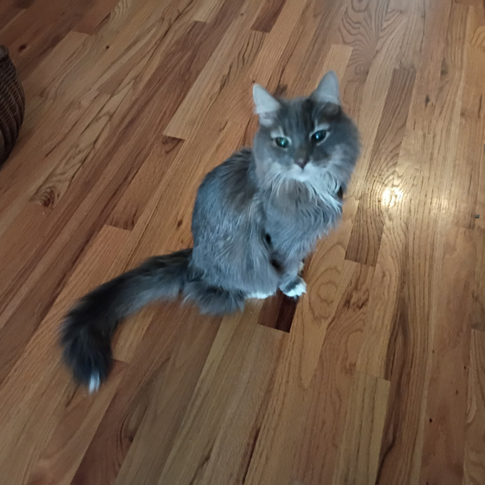 The Royal Kitty Kingdom Pet Sitting