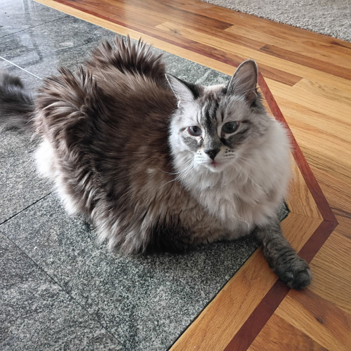 The Royal Kitty Kingdom Pet Sitting