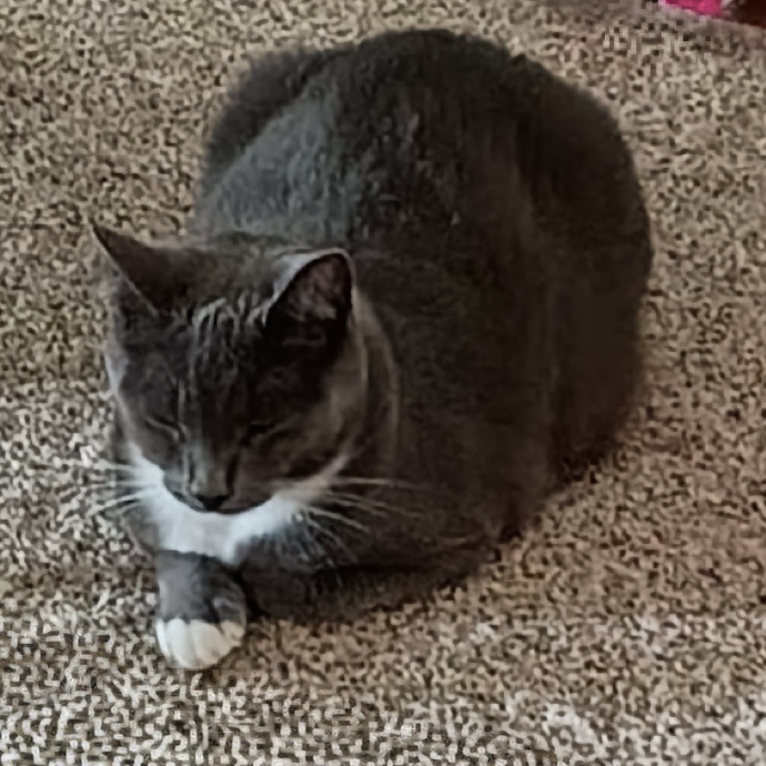 The Royal Kitty Kingdom Pet Sitting