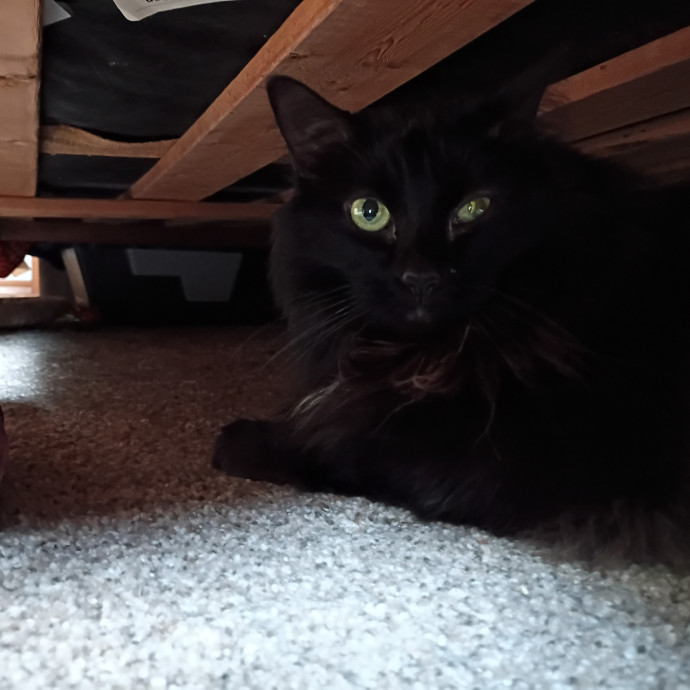 The Royal Kitty Kingdom Pet Sitting