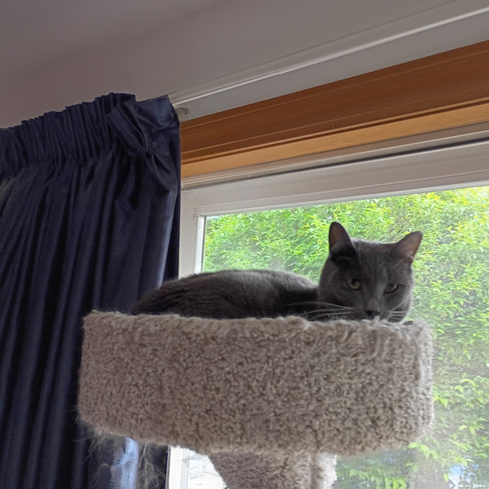 The Royal Kitty Kingdom Pet Sitting photo 3