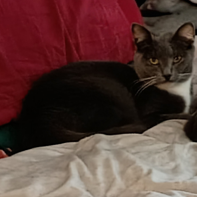 The Royal Kitty Kingdom Pet Sitting photo 2