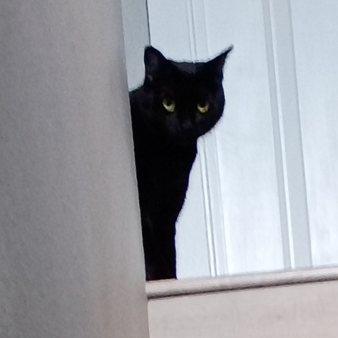 The Royal Kitty Kingdom Pet Sitting