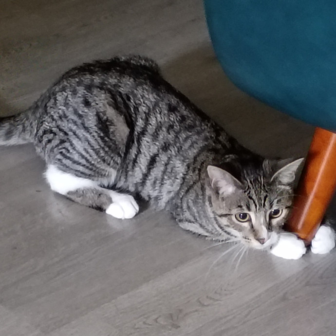 The Royal Kitty Kingdom Pet Sitting