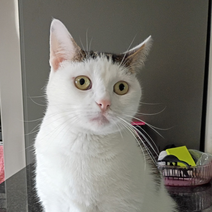 The Royal Kitty Kingdom Pet Sitting