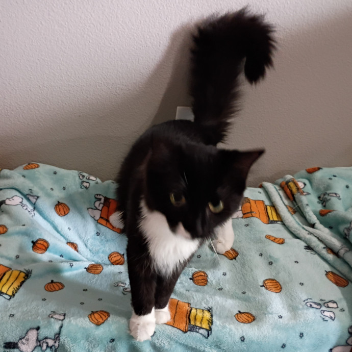 The Royal Kitty Kingdom Pet Sitting
