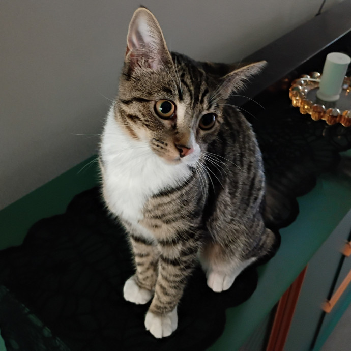 The Royal Kitty Kingdom Pet Sitting