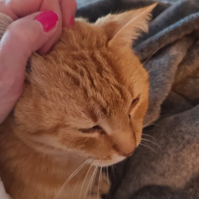 Velvet Paw Concierge