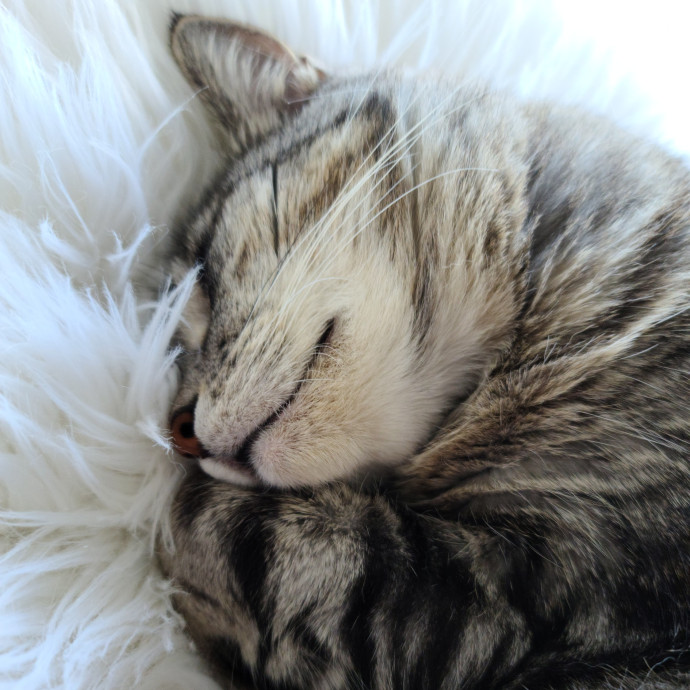 Velvet Paw Concierge