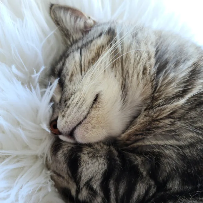 Velvet Paw Concierge