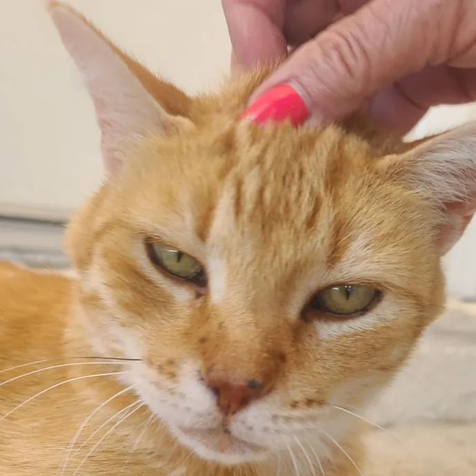 Velvet Paw Concierge