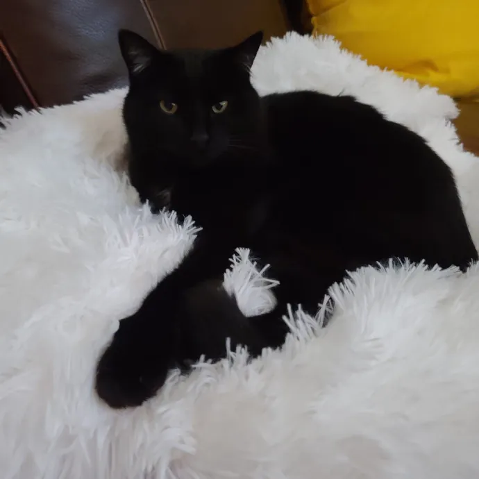 Velvet Paw Concierge