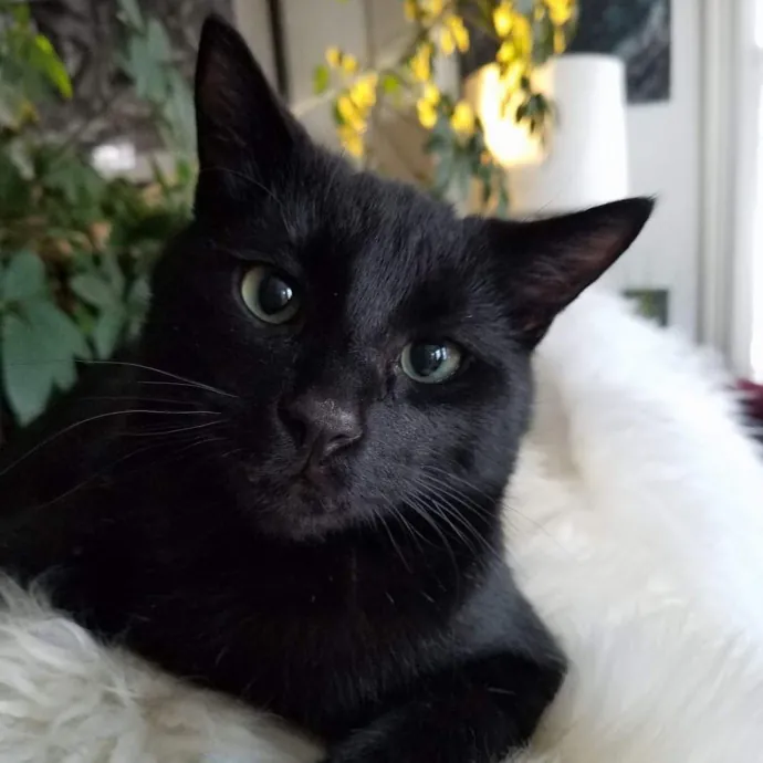 Velvet Paw Concierge