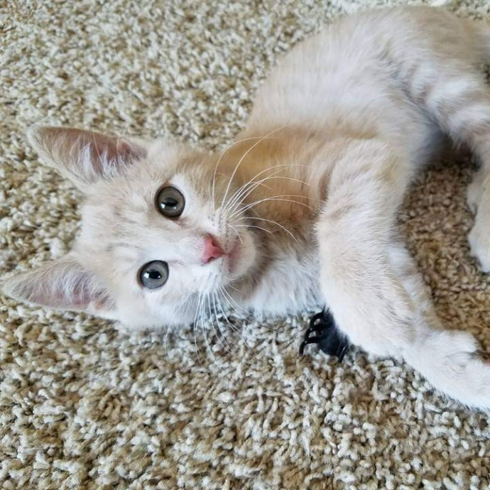 Velvet Paw Concierge