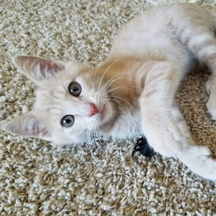 Velvet Paw Concierge