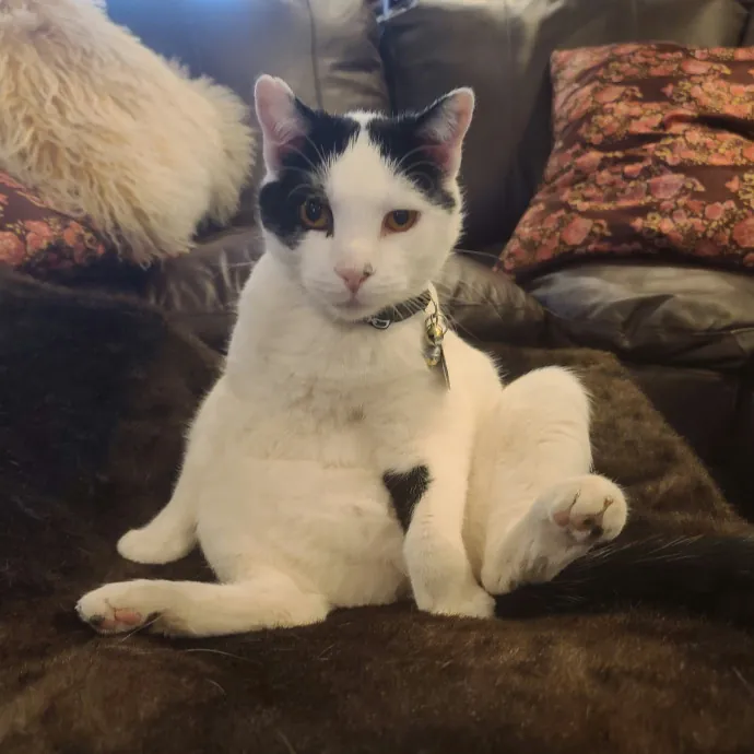 Velvet Paw Concierge