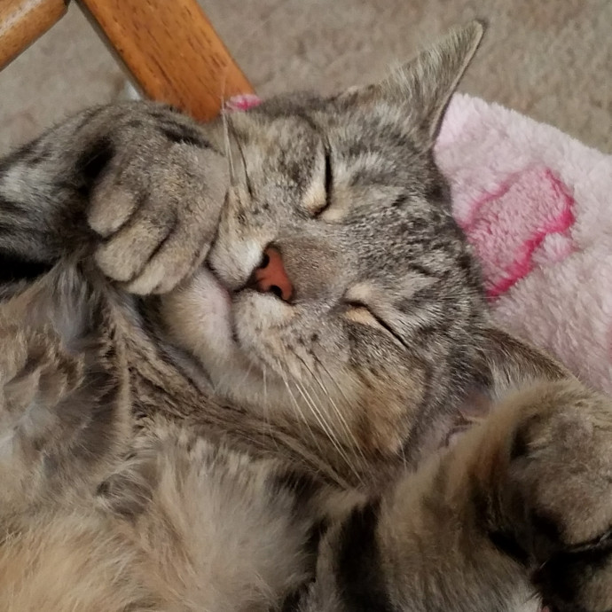 Velvet Paw Concierge