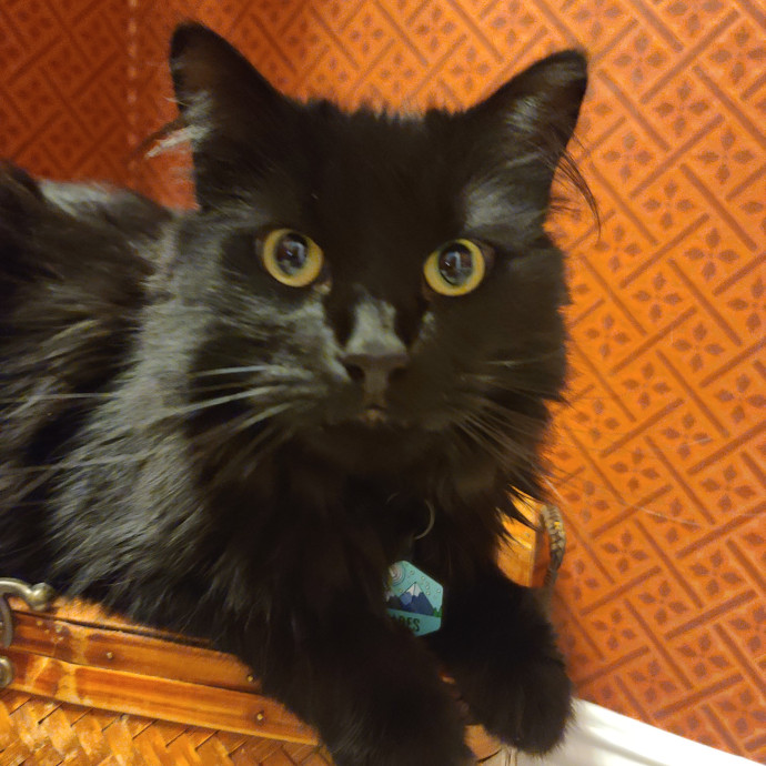 Velvet Paw Concierge