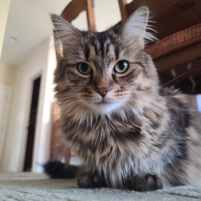 Velvet Paw Concierge