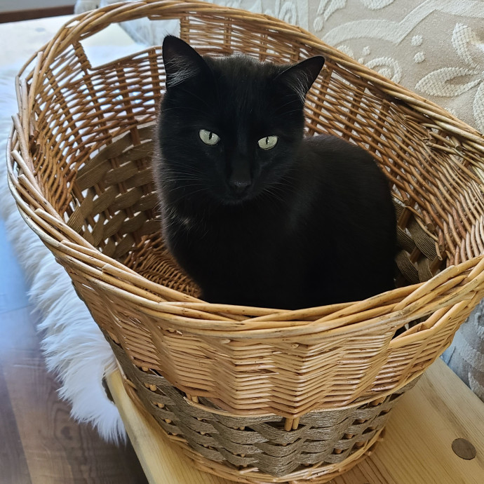 Velvet Paw Concierge
