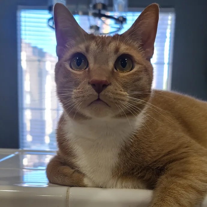 Velvet Paw Concierge