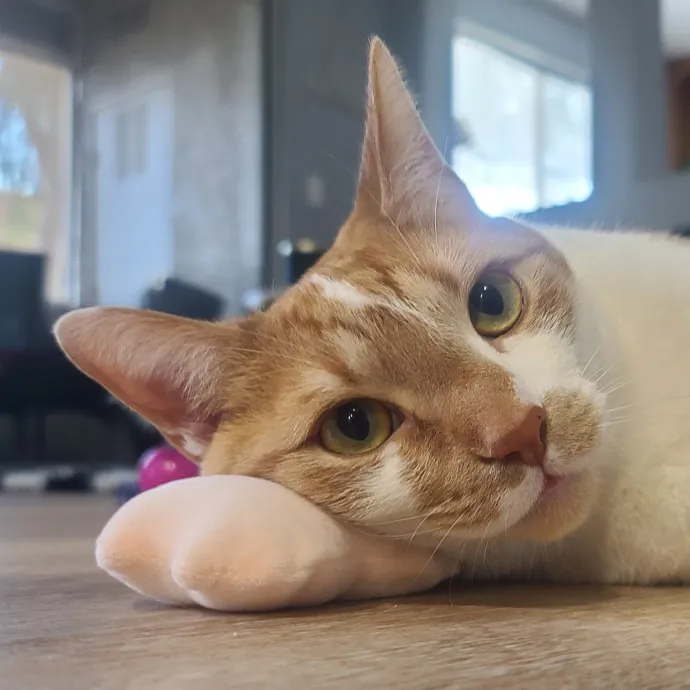 Velvet Paw Concierge