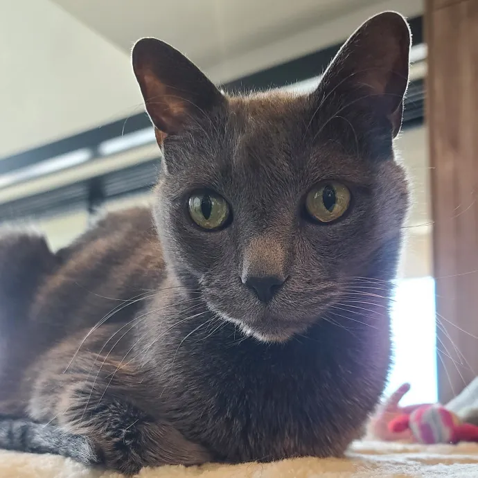 Velvet Paw Concierge