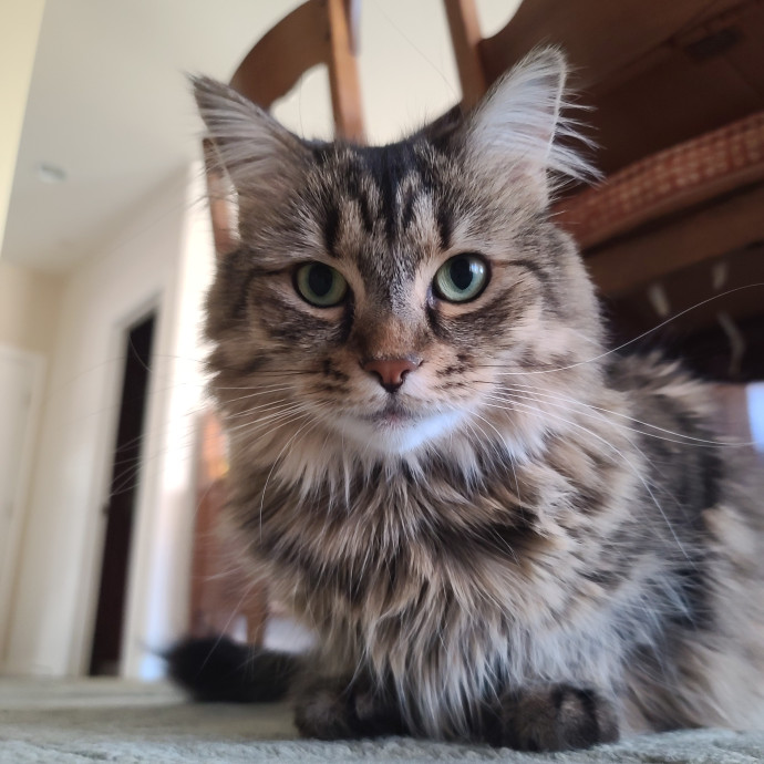 Velvet Paw Concierge