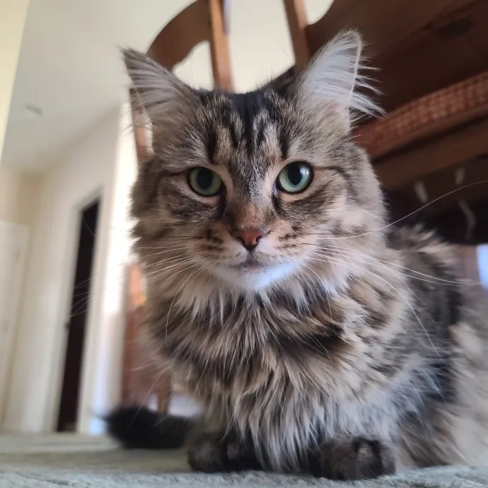 Velvet Paw Concierge photo 4